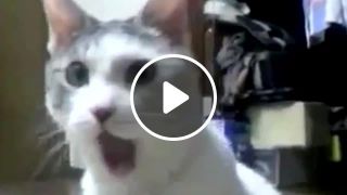 Ufo porno VS OMG, NONONO and Freaky cat memes