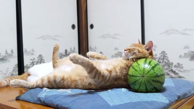 Watermelon pillow for good sleep, cat, pet, watermelon, sleep.