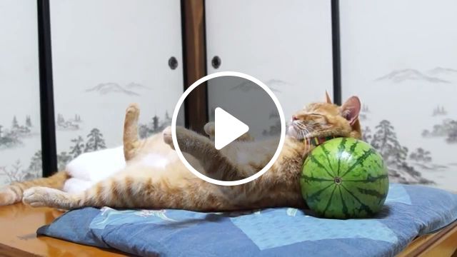 Watermelon Pillow For Good Sleep - Video & GIFs | cat, pet, watermelon, sleep