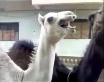 Have you heard the camel laugh? haha