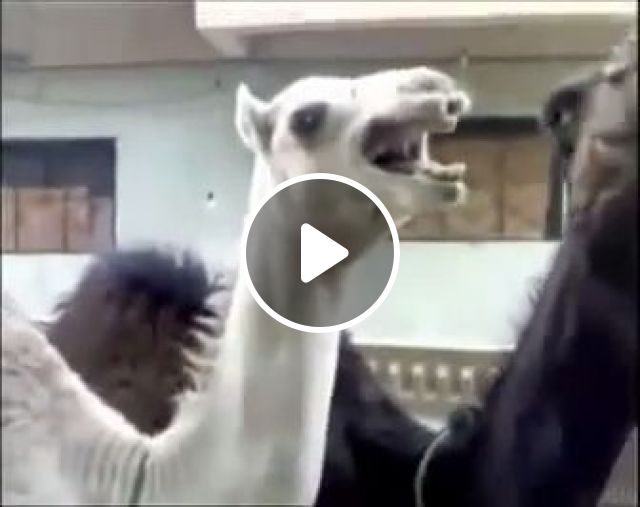 Have You Heard The Camel Laugh? Haha - Video & GIFs | camel, laugh, animal