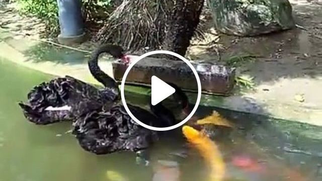 Good Ducks Share Food For Friends - Video & GIFs | duck, fish, animal, kind, food
