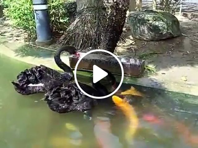 Good Ducks Share Food For Friends - Video & GIFs | duck, fish, animal, kind, food