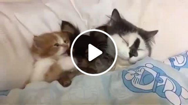 Happy Family... Oh Wait, OMG? - Video & GIFs | dog, cat, pet, adorable, family