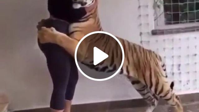 HL Man 0_o - Video & GIFs | tiger, funny, wild animal