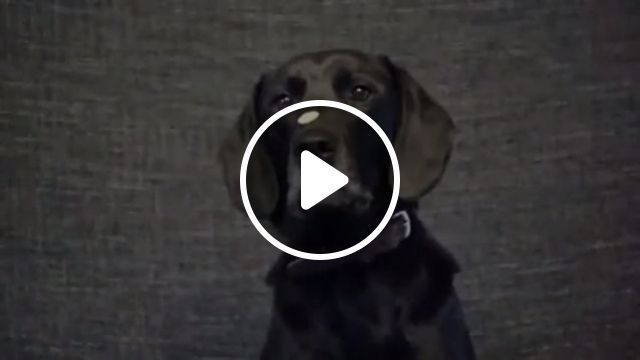 Failing - Video & GIFs | dog, pet