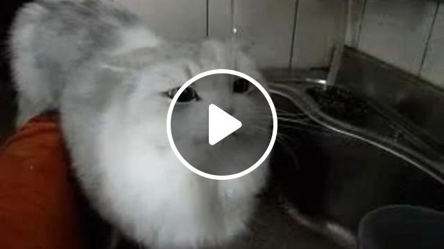 I'm Lovesick - Video & GIFs | water, pet, love, boss, cat