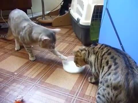 Two polite cats, cat, pet, milk, polite.