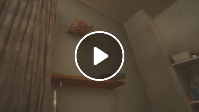 No Way, Little Cat Walking On The Wall - Video & GIFs | funny cat gifs, funny pet gifs, kitten, wall, magic
