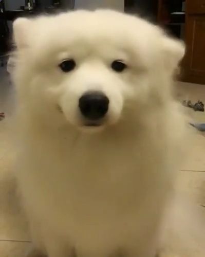 Funny dog dances with its ears, funny dog videos, funny pet videos, dance, ear.
