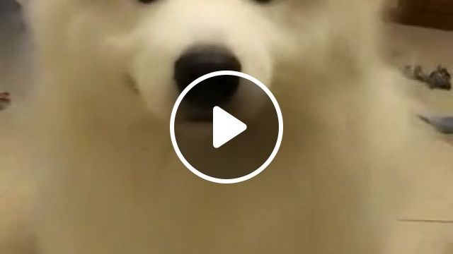 Funny Dog Dances With Its Ears - Video & GIFs | funny dog videos, funny pet videos, dance, ear