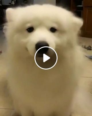 Funny dog dances with its ears
