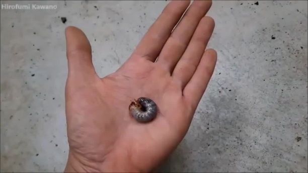 What a surprise! - Video & GIFs | dynastinae,bug,pet