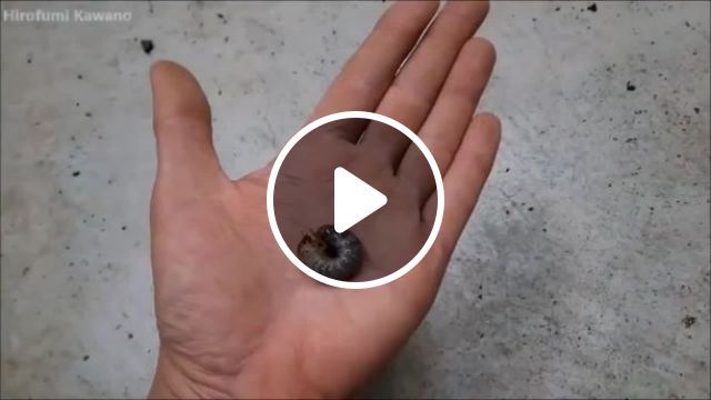 What A Surprise! - Video & GIFs | dynastinae, bug, pet