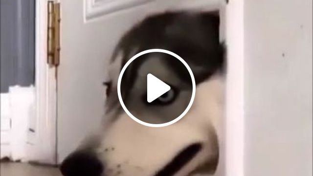 Hello, Is Anyone Home?. Dog. Pet. Husky. Home. #0
