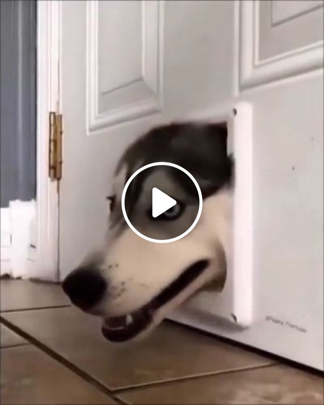 Hello, Is Anyone Home? - Video & GIFs | dog, pet, husky, home