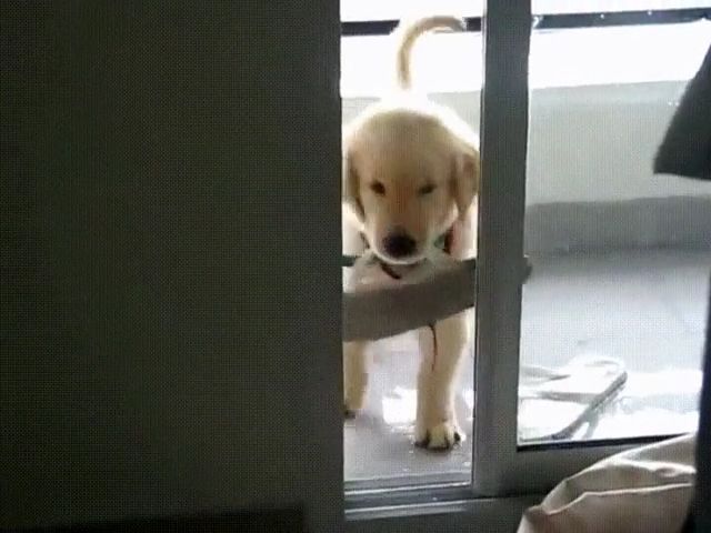 Cute Puppy Trying To Get Through The Door. Cute Dog Gifs. Cute Pet Gifs. Cute Pupy Gifs. Door.