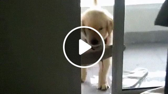 Cute Puppy Trying To Get Through The Door - Video & GIFs | cute dog gifs, cute pet gifs, cute pupy gifs, door