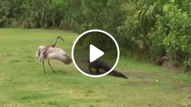 Brave Bird - Video & GIFs | funny bird videos, funny animal videos, crocodile, brave