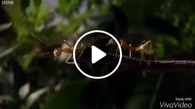 This Is Sparta - Video & GIFs | sparta, ant, bug