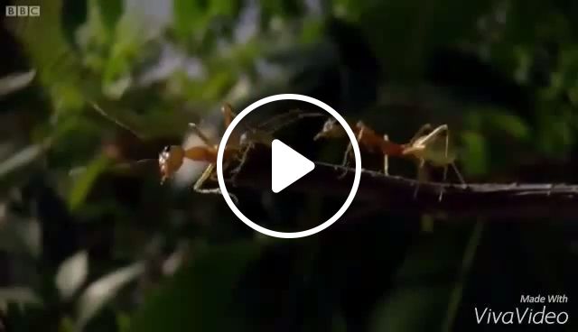 This Is Sparta - Video & GIFs | sparta, ant, bug