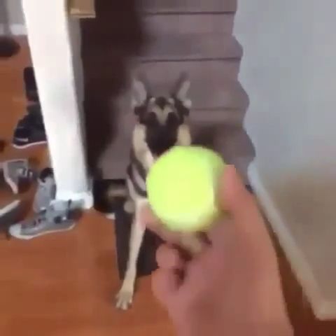 Do you think it's a stuffed dog?, prank, funny dog, funny pet, funny, ball, tennis, living room.