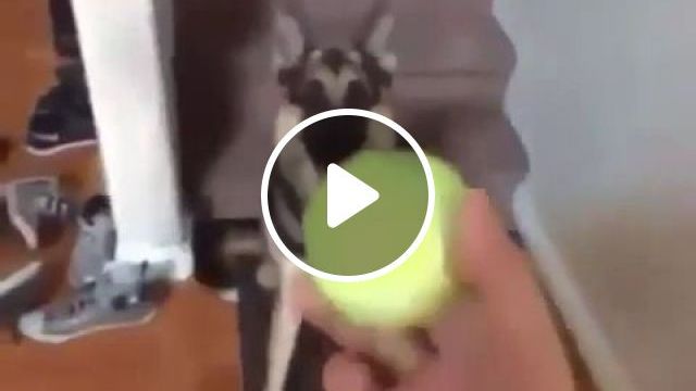 Do You Think It's A Stuffed Dog?. Prank. Funny Dog. Funny Pet. Funny. Ball. Tennis. Living Room. #0