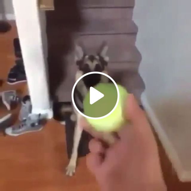 Do You Think It's A Stuffed Dog? - Video & GIFs | prank, funny dog, funny pet, funny, ball, tennis, living room