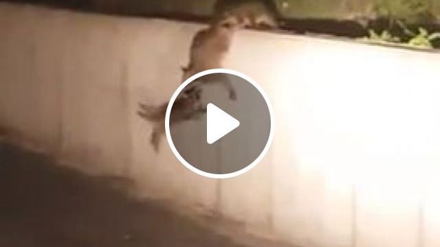 Mission Impossible: High Wall - Video & GIFs | raccoon, animal, climb
