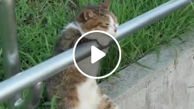 Think About Life - Video & GIFs | cat, pet, adorable, life