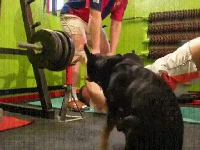 Exercises for you and your dog, dog, exercise, pet.