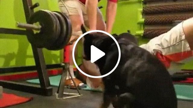 Exercises For You And Your Dog - Video & GIFs | dog, exercise, pet