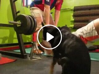 Exercises for you and your dog