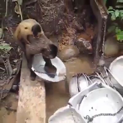 Let me help human clean up, monkey, wash dishes, wild animal, nature, aluminum pots.