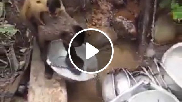 Let Me Help Human Clean Up - Video & GIFs | monkey, wash dishes, wild animal, nature, aluminum pots