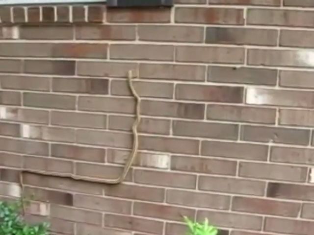 Have you ever seen snake climbing walls?, snake, climbing, animal, wall.