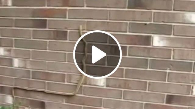 Have You Ever Seen Snake Climbing Walls? - Video & GIFs | snake, climbing, animal, wall