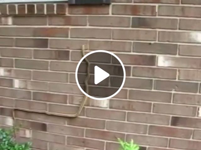 Have You Ever Seen Snake Climbing Walls? - Video & GIFs | snake, climbing, animal, wall