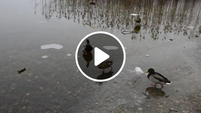 Baby Duck Landed - Video & GIFs | duck, fly, animal