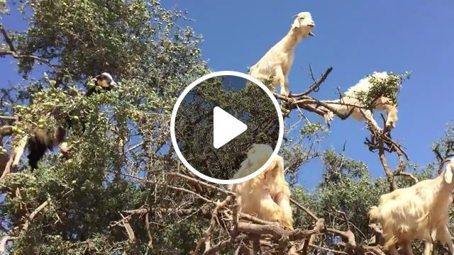 Tree-Climbing Goats. Goat. Tree. Climb. Animal. #0