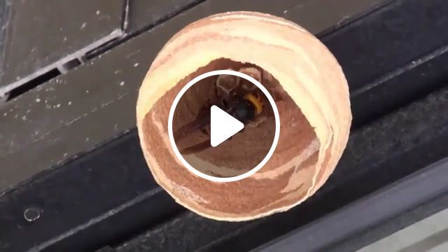An Excellent Builder In Insect World - Video & GIFs | an excellent builder, insect world, bee, wasps, bug 
