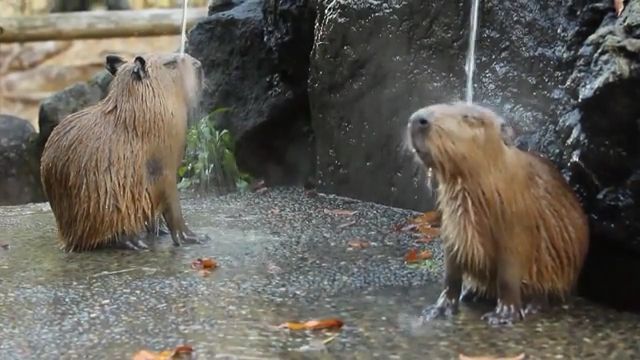 Great way to relax after a hard day - Video & GIFs | relax,animal