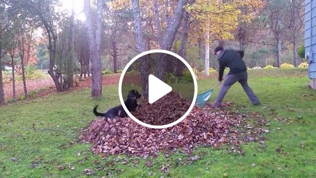 Dog helping his owner clean the garden, funny dog, funny pet, garden, leaf, tree. #1