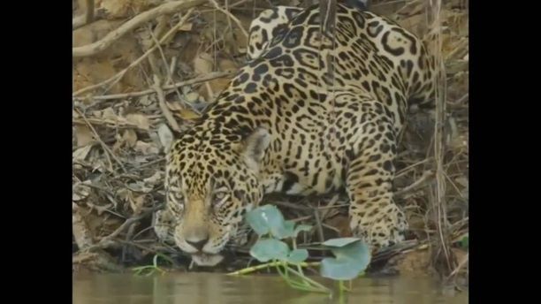 Difference between jaguar and.... cat, cat, pet, jaguar, animal.