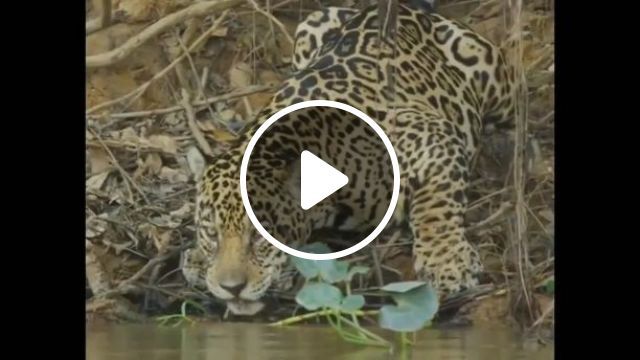 Difference Between Jaguar And.... Cat - Video & GIFs | cat, pet, jaguar, animal