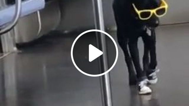 Special Guest On The Train - Video & GIFs | cool, cute, pet, dog, guest, train
