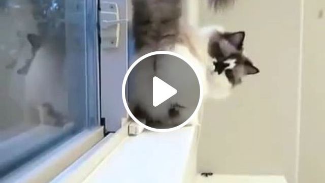 Back Off - Video & GIFs | cat, pet, adorable
