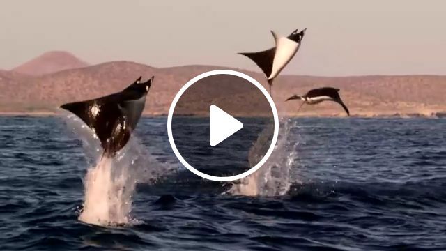 Incredible flying rays!, funny animal videos, wild animal, sea, beautiful nature. #0