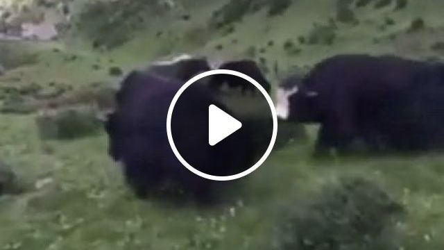 One Special Cow, Haha. Laugh. Stupid. Cow. Animal. Lion. #0