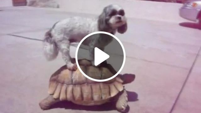 Express Taxi - Video & GIFs | dog, pet, animal, turtle, taxi